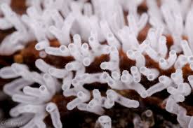 Attēlu rezultāti vaicājumam “Ceratiomyxa fruticulosa spores”