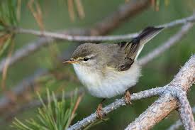 Attēlu rezultāti vaicājumam “Phylloscopus trochilus”