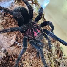 Attēlu rezultāti vaicājumam “Petractis sp.”