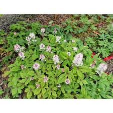 Image result for Frostabella ginsterfarmii