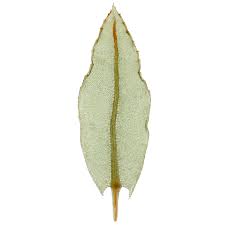 Attēlu rezultāti vaicājumam “Mnium lycopodioides”