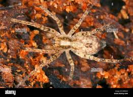 Attēlu rezultāti vaicājumam “Anyphaena accentuata”