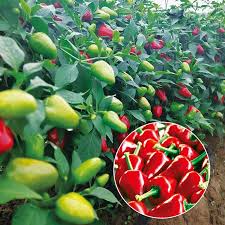 Afbeeldingsresultaat voor mme jeanette hot pepper