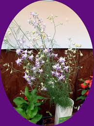 Image result for Consolida ajacis oder Consolida regalis