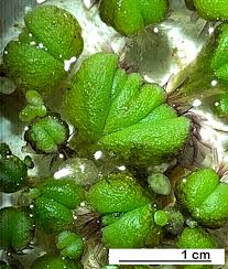 Attēlu rezultāti vaicājumam “Ricciocarpos natans”