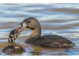 Image result for Podilymbus podiceps