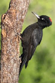 Attēlu rezultāti vaicājumam “Dryocopus martius”