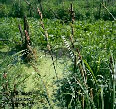 Attēlu rezultāti vaicājumam “Carex riparia”