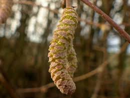 Attēlu rezultāti vaicājumam “Corylus avellana bud”