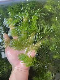 「金魚藻」的圖片搜尋結果