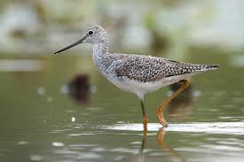 Image result for Tringa melanoleuca