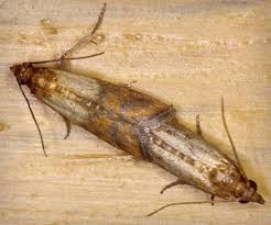 Attēlu rezultāti vaicājumam “Plodia interpunctella”