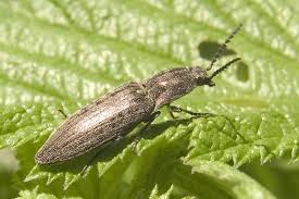 Attēlu rezultāti vaicājumam “Actenicerus sjaelandicus”