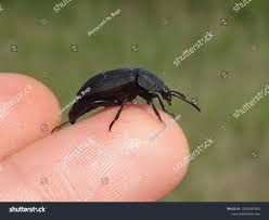 Attēlu rezultāti vaicājumam “Silpha obscura larva”