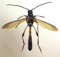 Attēlu rezultāti vaicājumam “Necydalis major”