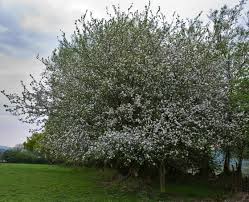 Attēlu rezultāti vaicājumam “Malus sylvestris”