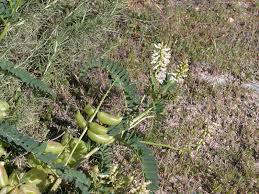 Attēlu rezultāti vaicājumam “Astragalus glycyphyllos fruit”