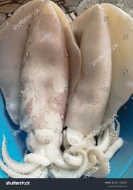 Image result for Dosidicus gigas