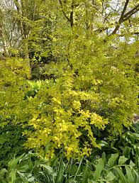 Attēlu rezultāti vaicājumam “Philadelphus coronarius”