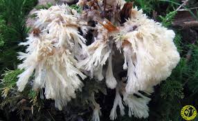 Attēlu rezultāti vaicājumam “Sebacina incrustans”