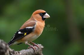 Attēlu rezultāti vaicājumam “Coccothraustes coccothraustes”