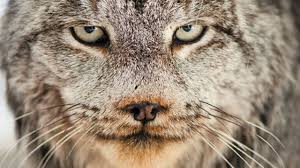 Afbeeldingsresultaat voor lynx