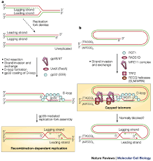 Image result for the end of the t-loop structure
