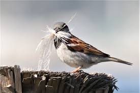 Attēlu rezultāti vaicājumam “Passer domesticus male”