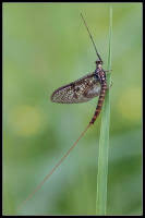 Attēlu rezultāti vaicājumam “Ephemera vulgata”