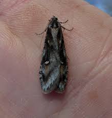 Attēlu rezultāti vaicājumam “Semioscopis oculella”