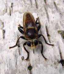 Attēlu rezultāti vaicājumam “Laphria gibbosa”