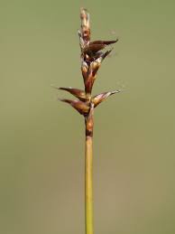 Attēlu rezultāti vaicājumam “Carex dioica male flower”