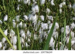 Attēlu rezultāti vaicājumam “Eriophorum angustifolium fruit”