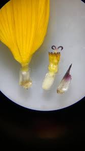 Attēlu rezultāti vaicājumam “Helianthus annuus fruit”