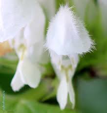 Attēlu rezultāti vaicājumam “Lamium album flower”
