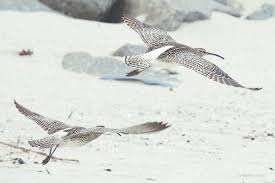 Attēlu rezultāti vaicājumam “Numenius phaeopus adult”