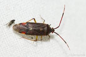 Attēlu rezultāti vaicājumam “Pantilius tunicatus imago”