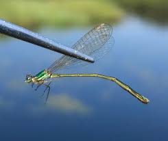 Attēlu rezultāti vaicājumam “Nehalennia speciosa”