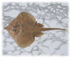 Image result for Leucoraja