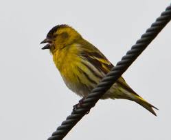 Attēlu rezultāti vaicājumam “Carduelis spinus”