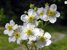 Attēlu rezultāti vaicājumam “Fragaria moschata”