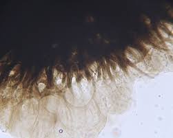 Attēlu rezultāti vaicājumam “Stemonitopsis gracilis”