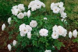 「アイスバーグ」の画像検索結果