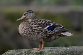 Attēlu rezultāti vaicājumam “Anas platyrhynchos female”