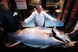 Image result for giant tuna