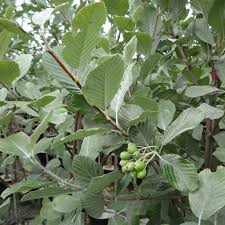 Attēlu rezultāti vaicājumam “Sorbus aria”