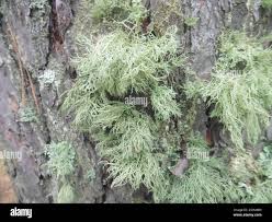 Attēlu rezultāti vaicājumam “Usnea hirta”