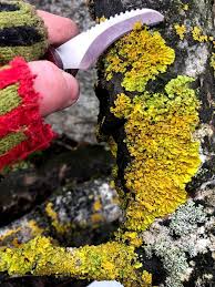 Attēlu rezultāti vaicājumam “Xanthoria parietina”