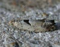 Attēlu rezultāti vaicājumam “Epinotia ramella”