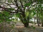 File:<b>Hippomane</b> mancenilla port